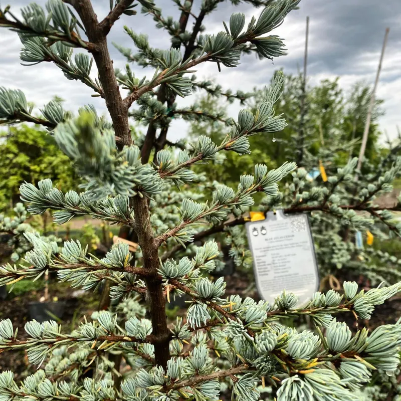 Blue atlas cedar branches with a nursery tag in the growing fields
