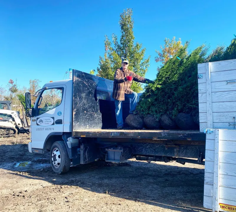 A Sugarloaf flatbed truck loaded with balled arborvitae for delivery