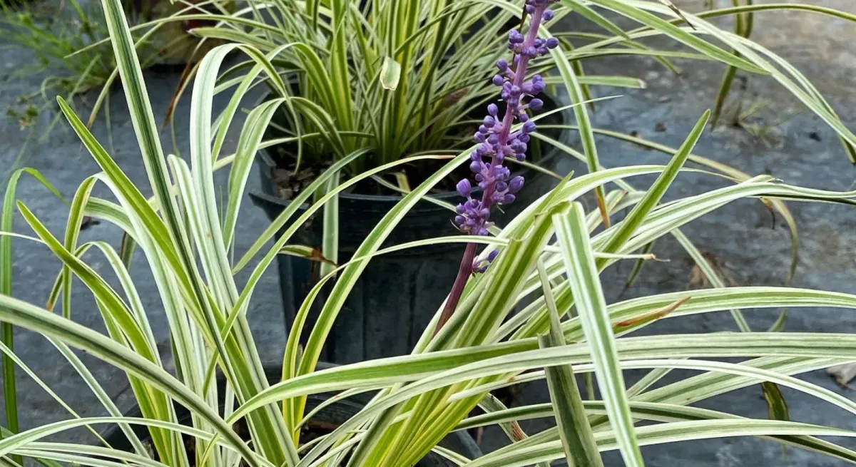 Rows of potted shade plants in a working nursery, ready to walk and pick