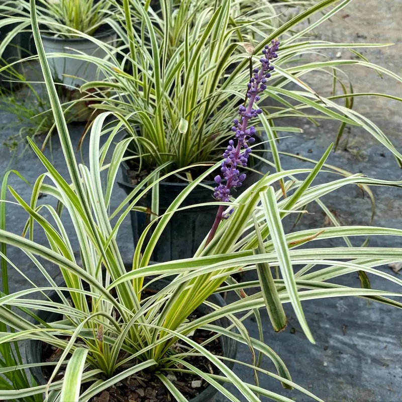 Variegated liriope in nursery pots with purple bloom spikes