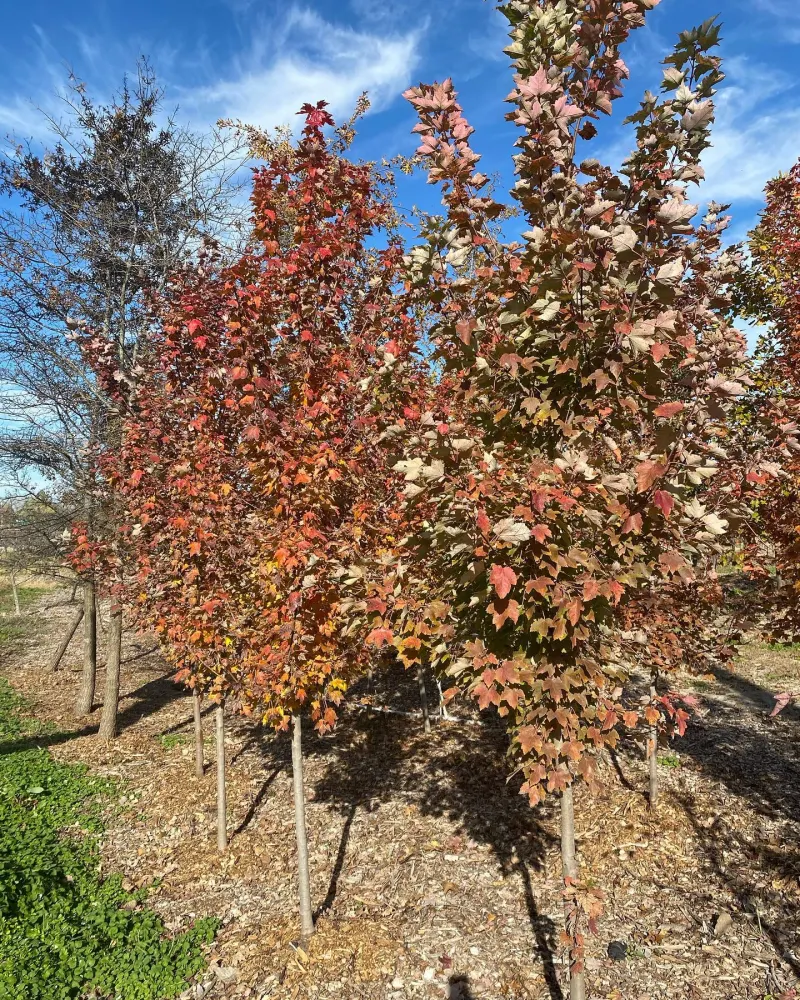 Young maples staked in rows in the Sugarloaf tree fields